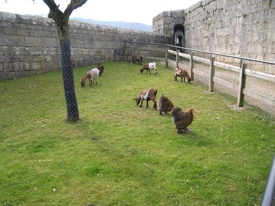  Poules et biquettes